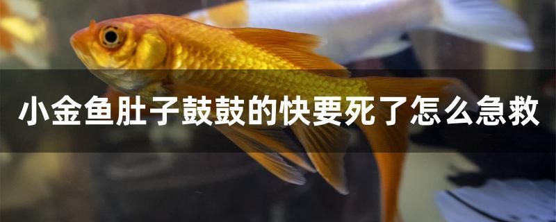 小金魚肚子鼓鼓的快要死了怎么急救 鐵甲武士