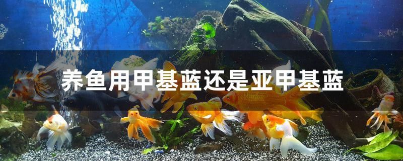 養(yǎng)魚用甲基藍還是亞甲基藍