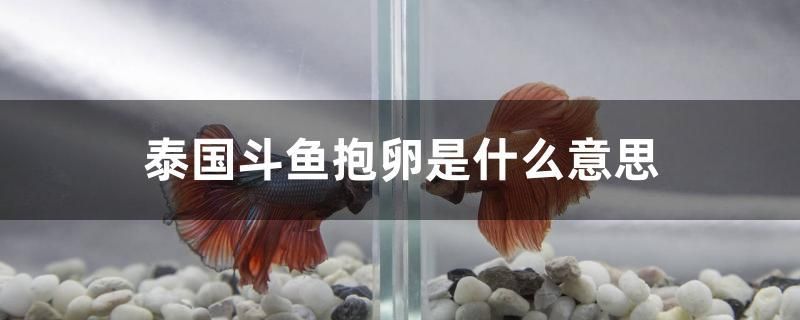 泰國斗魚抱卵是什么意思