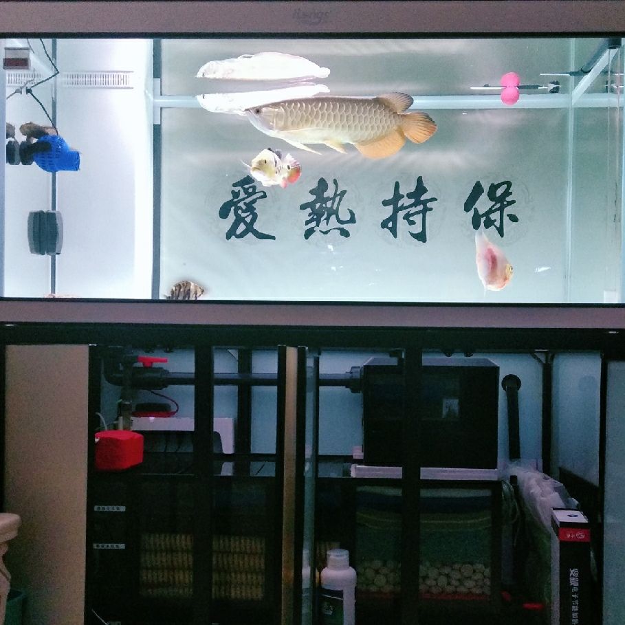 打卡:戒煙養(yǎng)魚。愛龍仕底濾經(jīng)得起考驗(yàn) 觀賞魚論壇 第1張