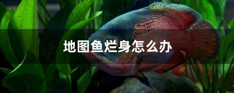 地圖魚爛身怎么辦