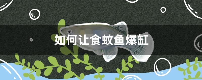 如何讓食蚊魚爆缸