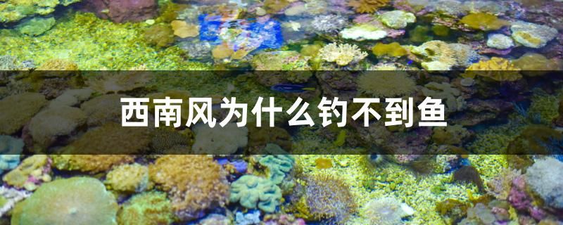 西南風(fēng)為什么釣不到魚 魚缸百科