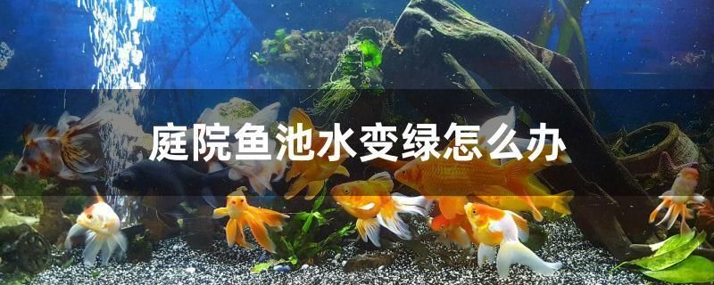 庭院魚池水變綠怎么辦 野彩魚