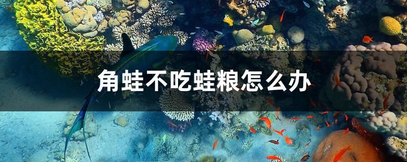 角蛙不吃蛙糧怎么辦 祥龍魚場