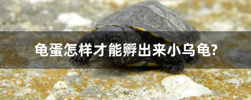 龜?shù)霸鯓硬拍芊醭鰜?lái)小烏龜？ 月光鴨嘴魚