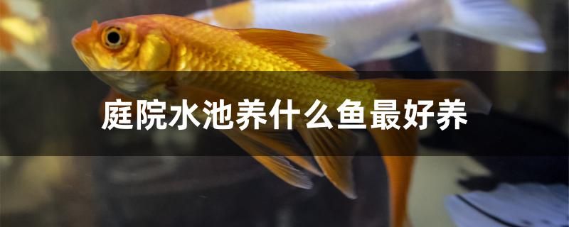 庭院水池養(yǎng)什么魚最好養(yǎng)