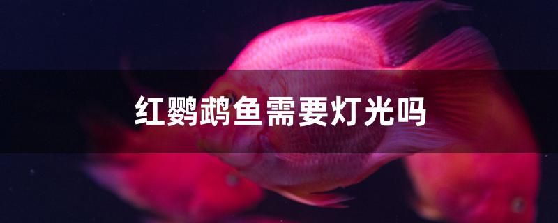 紅鸚鵡魚需要燈光嗎