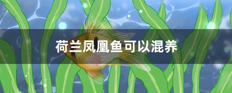 荷蘭鳳凰魚(yú)可以混養(yǎng)