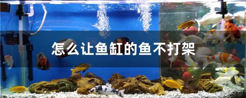 怎么讓魚缸的魚不打架 魟魚百科