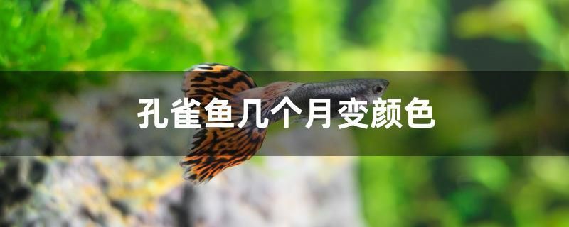 孔雀魚幾個(gè)月變顏色 圖騰金龍魚