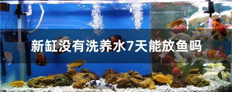 新缸沒有洗養(yǎng)水7天能放魚嗎 金三間魚