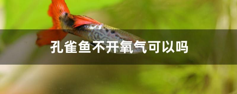 孔雀魚不開氧氣可以嗎