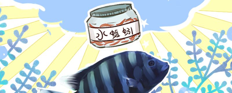 十間魚吃什么喂什么飼料好