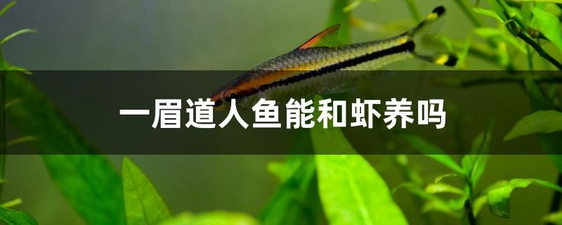 一眉道人魚能和蝦養(yǎng)嗎