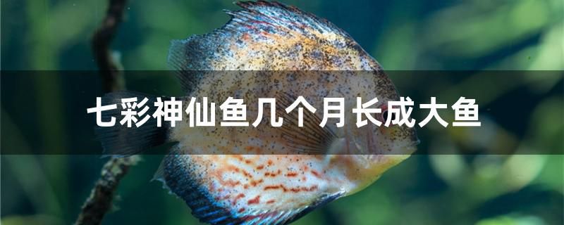 七彩神仙魚幾個(gè)月長(zhǎng)成大魚