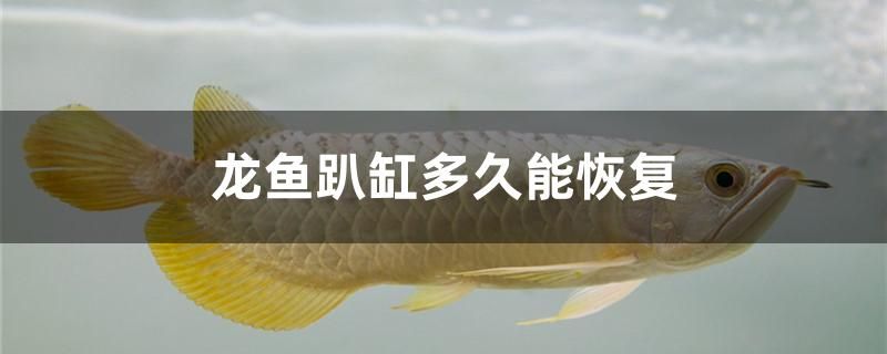 龍魚趴缸多久能恢復 其他寵物