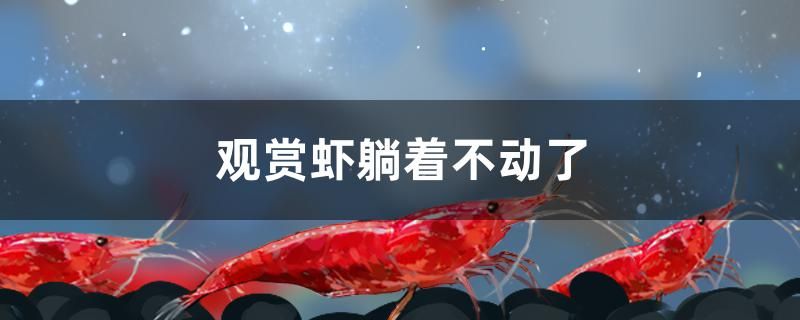 觀賞蝦躺著不動(dòng)了怎么辦 巴西亞魚苗