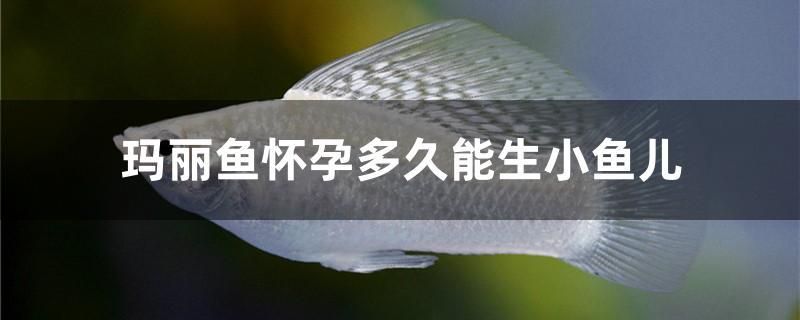 瑪麗魚懷孕多久能生小魚兒