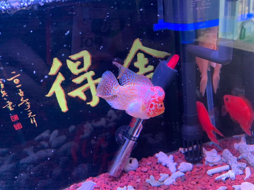 到家第八天，換了個(gè)過(guò)濾桶，整只心形鸚鵡作伴[haha] 觀賞魚論壇 第3張