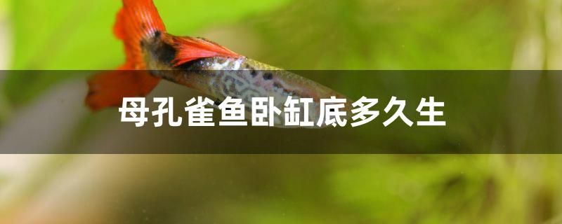 母孔雀魚臥缸底多久生