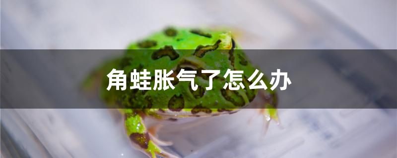 天水魚缸店電話號碼查詢（天水觀賞魚批發(fā)） 龍魚百科