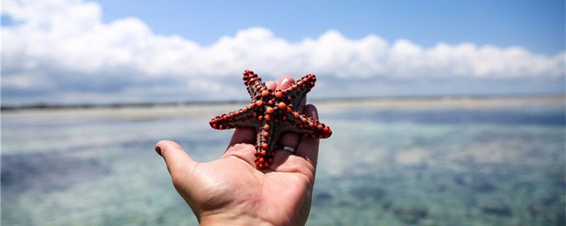 海星如何繁殖什么時(shí)候繁殖 一眉道人魚(yú)