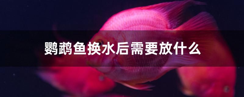 鸚鵡魚換水后需要放什么