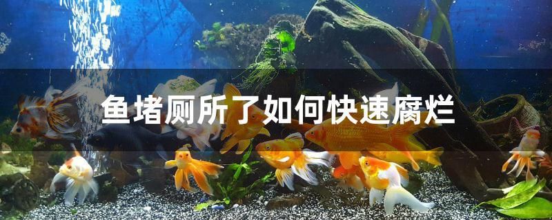 魚堵廁所了如何快速腐爛 觀賞蝦蟹等飼料