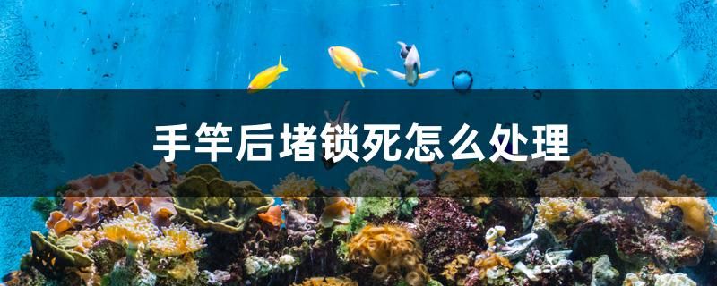 手竿后堵鎖死怎么處理 白子黃化銀龍魚