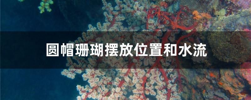 圓帽珊瑚擺放位置和水流