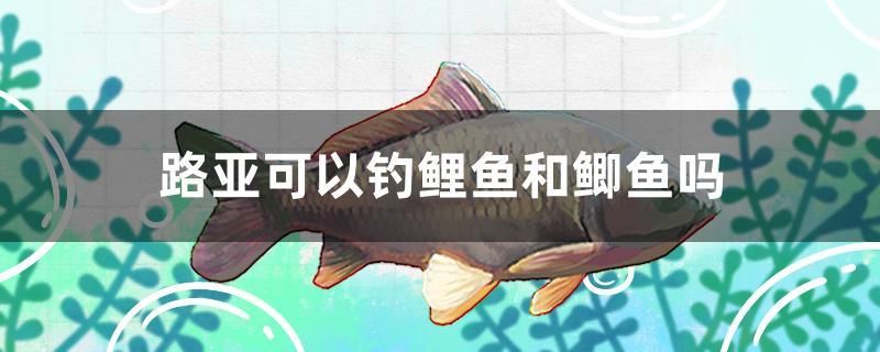 路亞可以釣鯉魚和鯽魚嗎 黑桃A魚