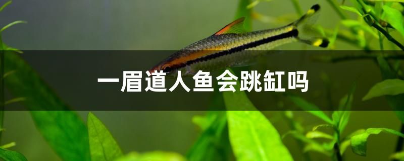 一眉道人魚會跳缸嗎