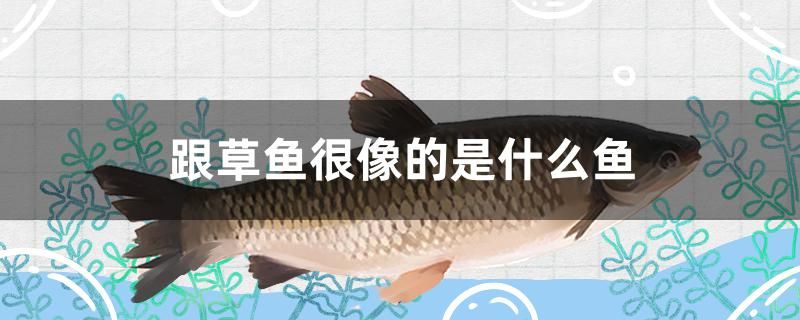 跟草魚很像的是什么魚