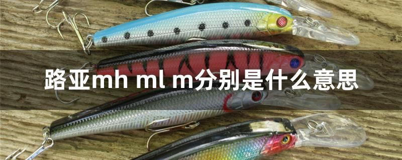 路亞mh ml m分別是什么意思 南美異形觀賞魚