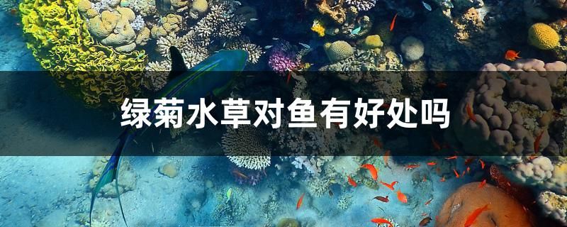 30公分的龍魚吃什么食物（ 30公分龍魚吃多少） 賽級(jí)紅龍魚