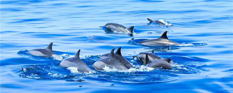 海豚是淡水生物嗎可以在淡水中生存嗎