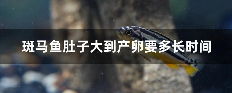 斑馬魚肚子大到產卵要多長時間