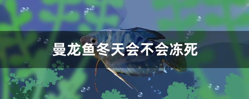 曼龍魚冬天會不會凍死 孵化器