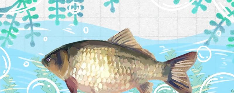 伊勢(shì)尼4號(hào)釣鯽魚(yú)會(huì)不會(huì)大了