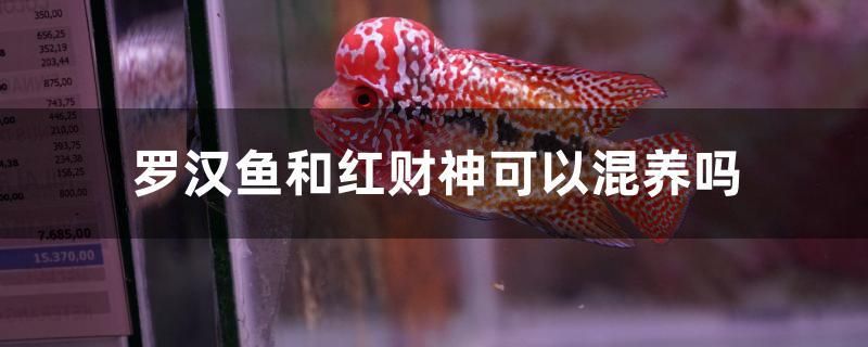 羅漢魚和紅財神可以混養(yǎng)嗎