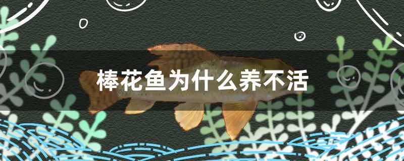 棒花魚為什么養(yǎng)不活