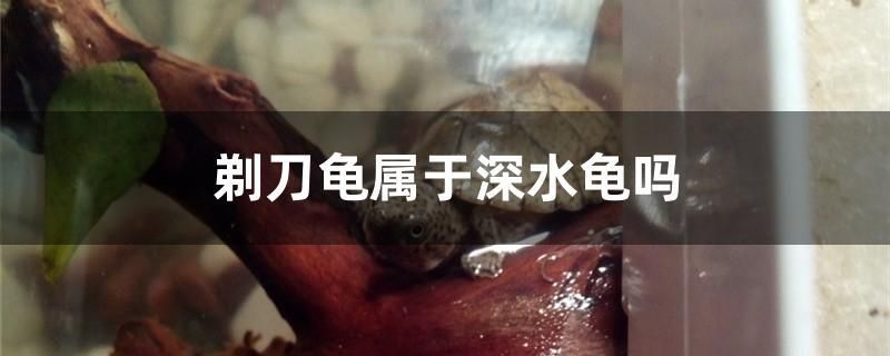 剃刀龜屬于深水龜嗎 巴西亞魚(yú)苗