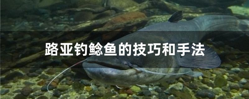 路亞釣鯰魚的技巧和手法