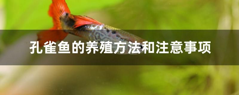 孔雀魚的養(yǎng)殖方法和注意事項 細線銀板魚苗