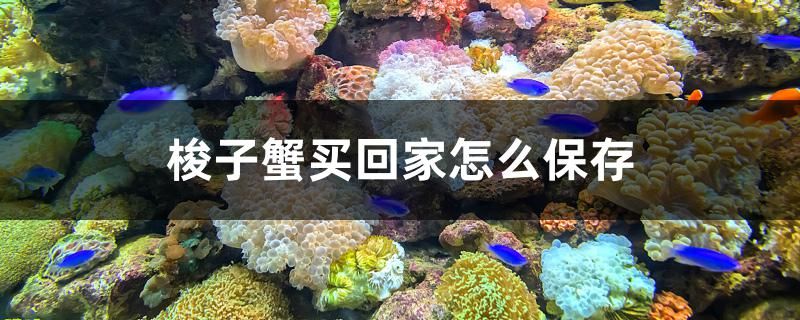 梭子蟹買回家怎么保存 埃及神仙魚