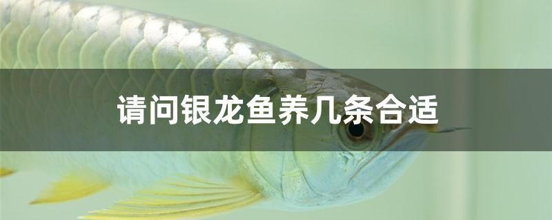 請(qǐng)問(wèn)銀龍魚養(yǎng)幾條合適 iwish愛唯希品牌魚缸