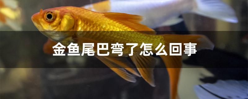 金魚(yú)尾巴彎了怎么回事 白化火箭魚(yú)