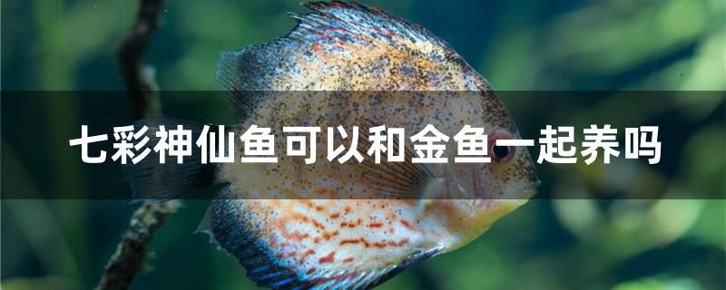 七彩神仙魚可以和金魚一起養(yǎng)嗎