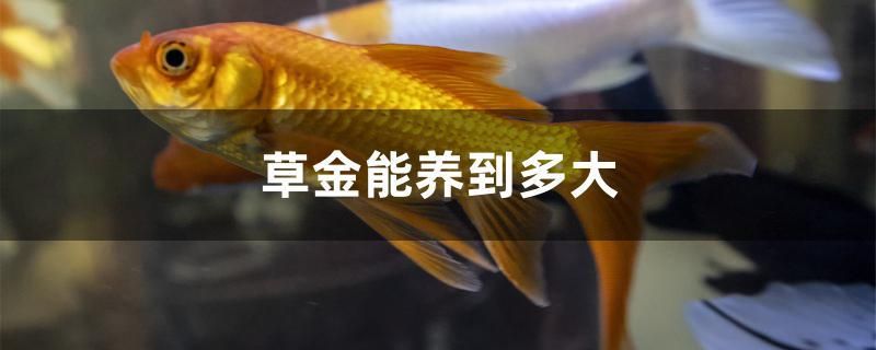 草金能養(yǎng)到多大 超血紅龍魚